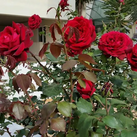 Dreamy Holidays Διαμέρισμα Χανιά