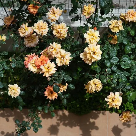 Apartment Dreamy Holidays