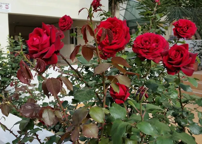 Dreamy Holidays Апартаменты Ханья