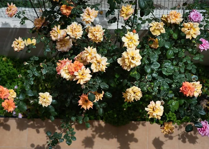 Апартаменты Dreamy Holidays